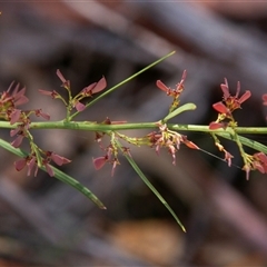 Unidentified Other Shrub at Chakola, NSW - 6 Nov 2015 by AlisonMilton