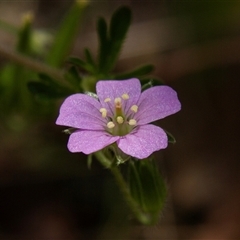 Erodium sp. at Chakola, NSW - 7 Nov 2015 by AlisonMilton