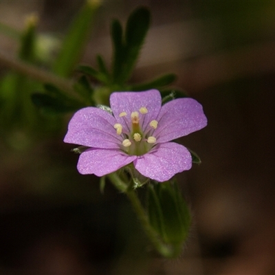 Geranium solanderi var. solanderi (Native Geranium) at Chakola, NSW - 7 Nov 2015 by AlisonMilton