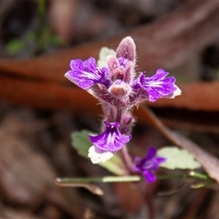 Ajuga australis (Austral Bugle) at Chakola, NSW - 7 Nov 2015 by AlisonMilton