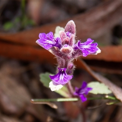 Ajuga australis (Austral Bugle) at Chakola, NSW - 7 Nov 2015 by AlisonMilton