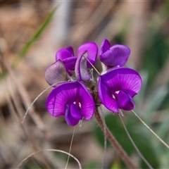 Swainsona sp. at Chakola, NSW - 7 Nov 2015 by AlisonMilton