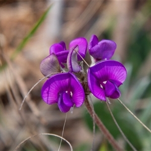 Swainsona sp. at Chakola, NSW - 7 Nov 2015