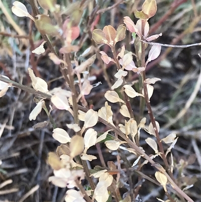 Lepidium ginninderrense (Ginninderra Peppercress) at Lawson, ACT by rainer