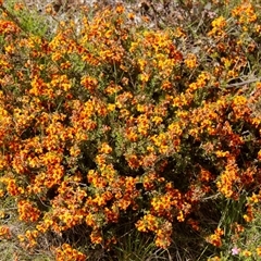 Pultenaea at Chakola, NSW - 6 Nov 2015 by AlisonMilton