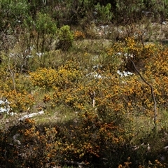 Pultenaea (genus) (bush peas) at Chakola, NSW - 7 Nov 2015 by AlisonMilton