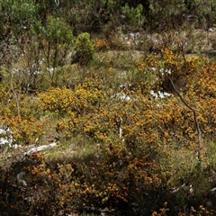 Pultenaea (bush peas) at Chakola, NSW - 7 Nov 2015 by AlisonMilton