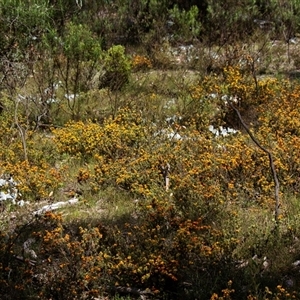 Pultenaea at Chakola, NSW - 7 Nov 2015 02:36 PM