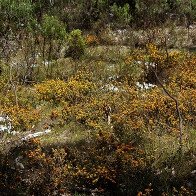 Pultenaea (genus) (bush peas) at Chakola, NSW - 7 Nov 2015 by AlisonMilton