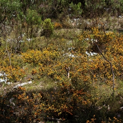 Pultenaea (bush peas) at Chakola, NSW - 7 Nov 2015 by AlisonMilton