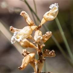 Gastrodia procera at Cotter River, ACT - 28 Dec 2024 by SWishart