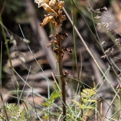 Gastrodia procera at Cotter River, ACT - 29 Dec 2024