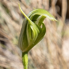 Pterostylis monticola (Large Mountain Greenhood) at Cotter River, ACT - 29 Dec 2024 by SWishart