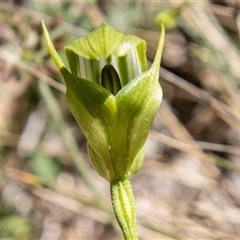 Pterostylis monticola at Cotter River, ACT - 29 Dec 2024