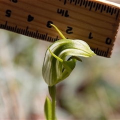 Pterostylis monticola at Cotter River, ACT - 29 Dec 2024