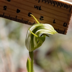 Pterostylis monticola at Cotter River, ACT - 29 Dec 2024