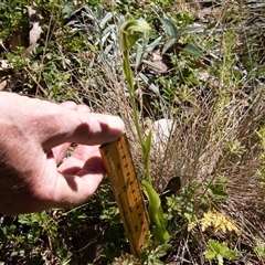 Pterostylis monticola at Cotter River, ACT - 29 Dec 2024