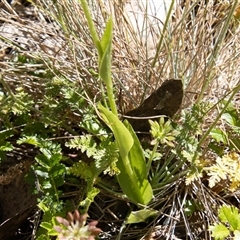 Pterostylis monticola at Cotter River, ACT - 29 Dec 2024