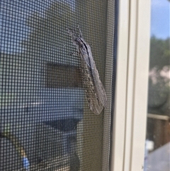 Unidentified Antlion (Myrmeleontidae) at Claremont, TAS - 31 Dec 2024 by mk92