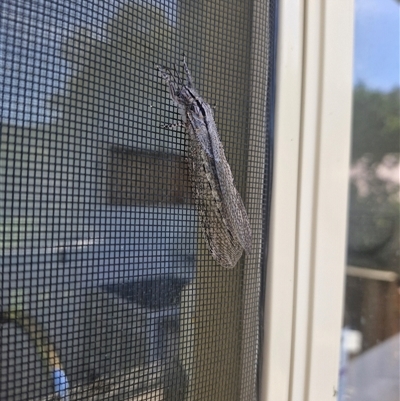 Unidentified Antlion (Myrmeleontidae) at Claremont, TAS - 31 Dec 2024 by mk92