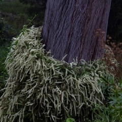 Anredera cordifolia at Araluen, NSW - 22 Apr 2016 12:10 PM