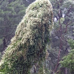 Anredera cordifolia at Araluen, NSW - 22 Apr 2016