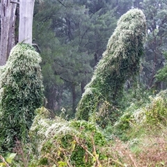 Anredera cordifolia at Araluen, NSW - 22 Apr 2016