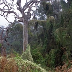 Anredera cordifolia at Araluen, NSW - 22 Apr 2016