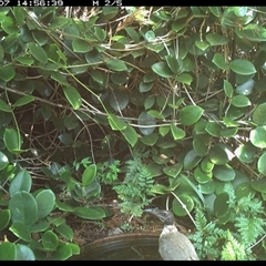 Philemon corniculatus (Noisy Friarbird) at Shannondale, NSW - 18 Sep 2005 by PEdwards