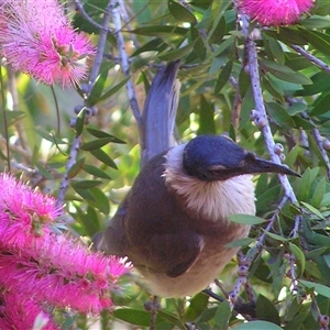 Philemon corniculatus at Shannondale, NSW - 18 Sep 2005 09:24 PM