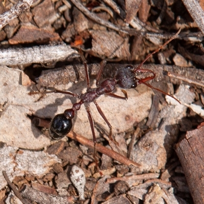 Myrmecia nigriceps (Black-headed bull ant) at Chakola, NSW - 7 Nov 2015 by AlisonMilton