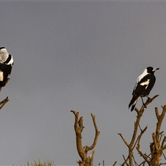 Gymnorhina tibicen (Australian Magpie) at Bingie, NSW - 24 Apr 2016 by AlisonMilton