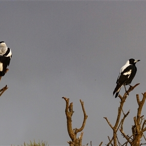 Gymnorhina tibicen at Bingie, NSW - 24 Apr 2016