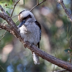 Dacelo novaeguineae (Laughing Kookaburra) at Guerilla Bay, NSW - 23 Apr 2016 by AlisonMilton