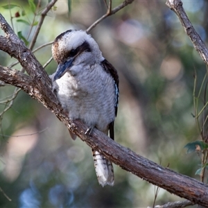 Dacelo novaeguineae at Guerilla Bay, NSW - 23 Apr 2016