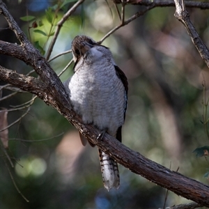 Dacelo novaeguineae at Guerilla Bay, NSW - 23 Apr 2016