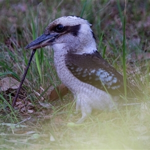 Dacelo novaeguineae at Guerilla Bay, NSW - 23 Apr 2016