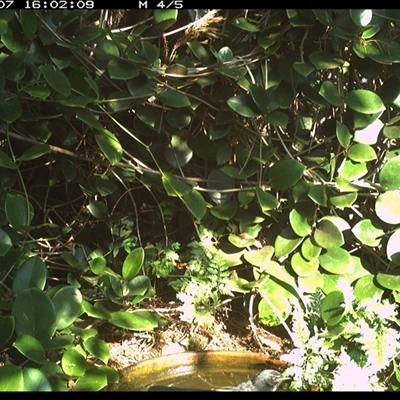 Rhipidura albiscapa (Grey Fantail) at Shannondale, NSW - 23 May 2022 by PEdwards