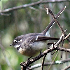 Rhipidura albiscapa at Shannondale, NSW - 23 May 2022 10:19 AM