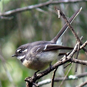 Rhipidura albiscapa at Shannondale, NSW - 23 May 2022 10:19 AM