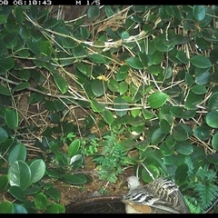 Phaps chalcoptera (Common Bronzewing) at Shannondale, NSW - 1 Oct 2017 by PEdwards