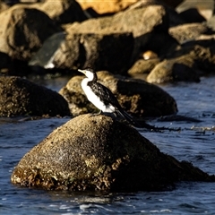 Microcarbo melanoleucos (Little Pied Cormorant) at Bingie, NSW - 24 Apr 2016 by AlisonMilton