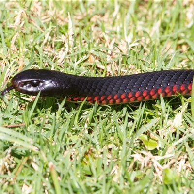 Pseudechis porphyriacus at Mogo, NSW - 23 Apr 2016 by AlisonMilton