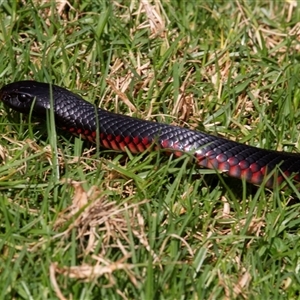 Pseudechis porphyriacus at Mogo, NSW - 23 Apr 2016 01:35 PM