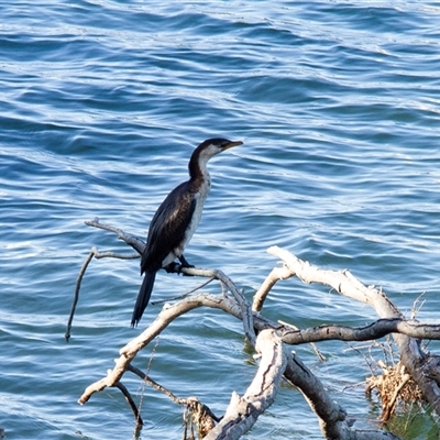 Microcarbo melanoleucos (Little Pied Cormorant) at Moruya, NSW - 23 Apr 2016 by AlisonMilton