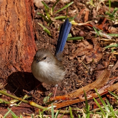 Malurus cyaneus (Superb Fairywren) at Mogo, NSW - 23 Apr 2016 by AlisonMilton