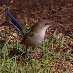Malurus cyaneus at Mogo, NSW - 23 Apr 2016 01:30 PM