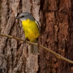 Eopsaltria australis (Eastern Yellow Robin) at Mogo, NSW - 23 Apr 2016 by AlisonMilton