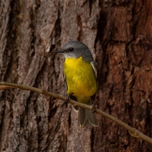 Eopsaltria australis at Mogo, NSW - 23 Apr 2016 01:12 PM