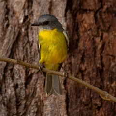 Eopsaltria australis at Mogo, NSW - 23 Apr 2016 01:12 PM